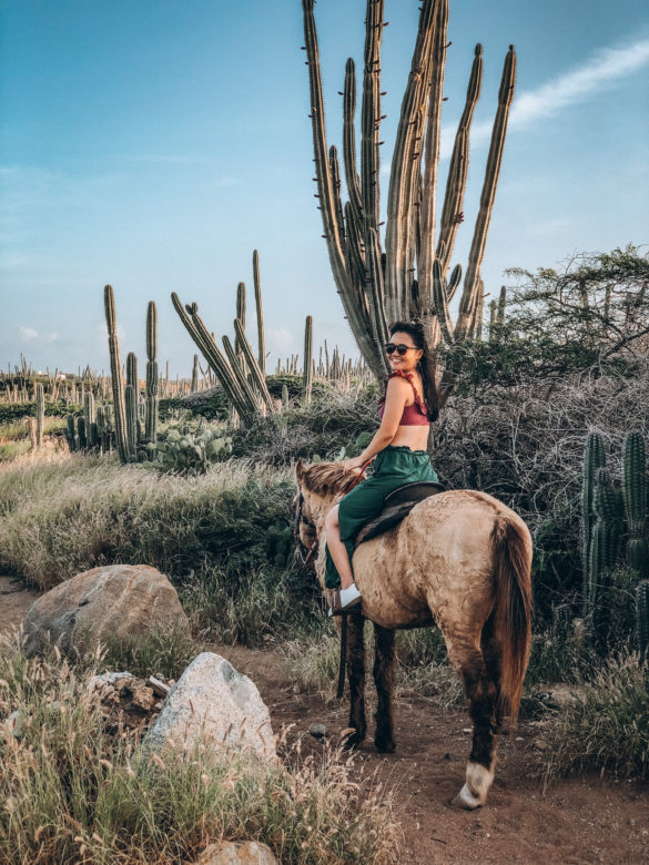 Mariann Yip Aruba Horse