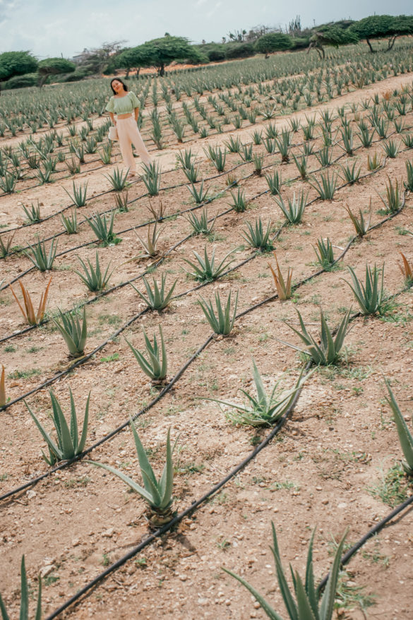 Mariann Yip  Aruba Aloe Farm