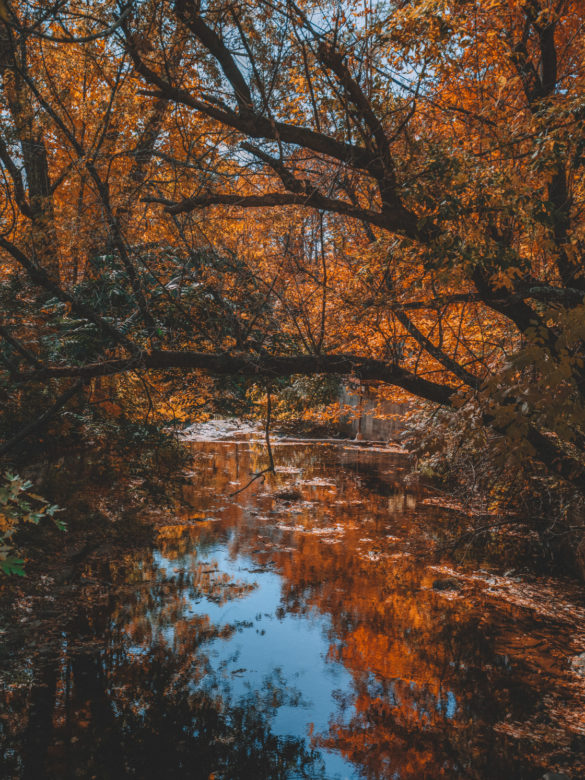 Fall Foliage