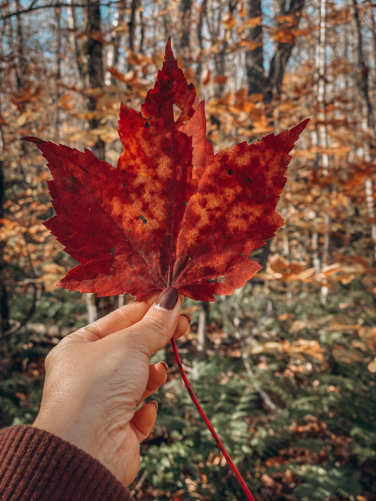 catskills leaves