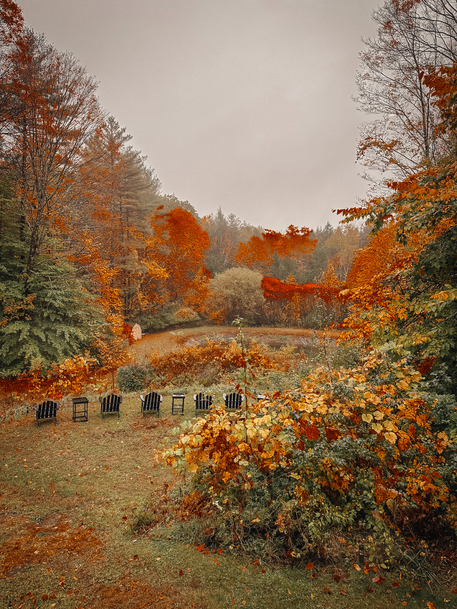 fall foliage