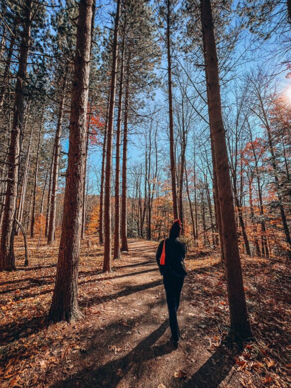 forest view